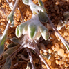 Helichrysum roseo-niveum